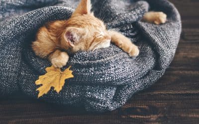 Book Your Furnace Repair Before Winter Strikes