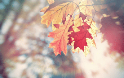 Leaves Can Actually Block Your Furnace & Force it to Stop Working!