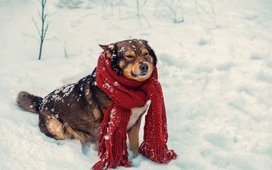 Say Goodbye to the Winter Blues – Spring is Just Around the Corner!