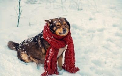 Say Goodbye to the Winter Blues – Spring is Just Around the Corner!