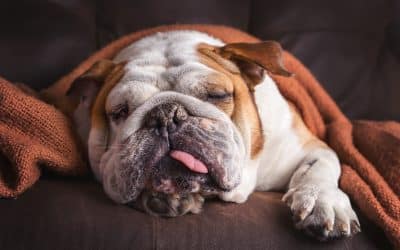 Keep Your Pets Happy and be Energy-Efficient with a Smart Thermostat