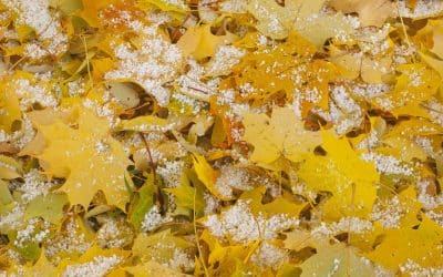 Leaves And Snow Can Cause A Need For Furnace Repair