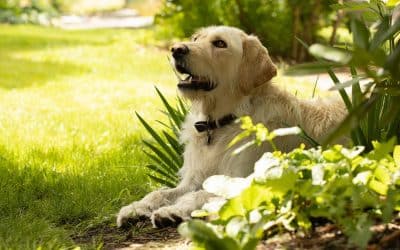 Why You Should Keep Your Pet Away from Your Air Conditioning Unit