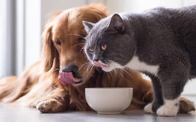 Air Quality Tips For Pet Owners